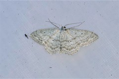 Scopula incanata