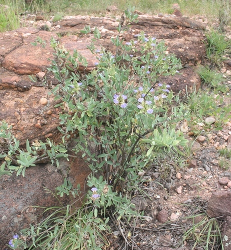 Image of Blepharis breijeri by (c) M Kriek, some rights reserved (CC BY-SA)