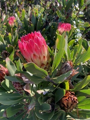 Protea × hybrida