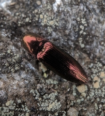 Nitidolimonius resplendens