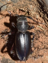 Dorcadion mucidum