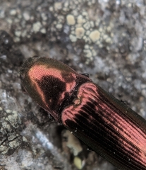 Nitidolimonius resplendens