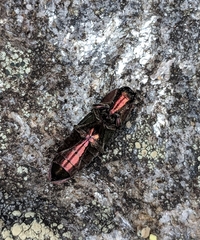 Nitidolimonius resplendens