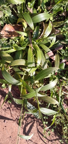 Folded-Leaf Tussock Grass (Setaria plicatilis)