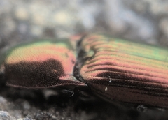 Nitidolimonius resplendens