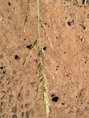 Setaria plicatilis