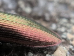 Nitidolimonius resplendens