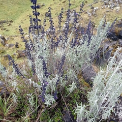 Salvia paramicola
