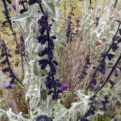 Salvia paramicola