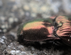 Nitidolimonius resplendens