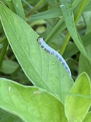 Monostegia