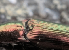 Nitidolimonius resplendens