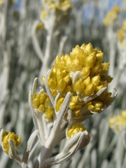 Helichrysum melitense