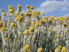 Helichrysum melitense