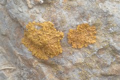 Xanthoria parietina