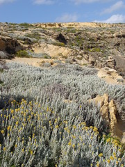 Helichrysum melitense