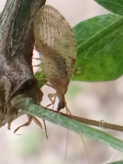 Hemerobius humulinus