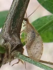 Hemerobius humulinus