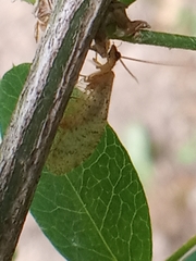 Hemerobius humulinus