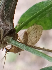 Hemerobius humulinus