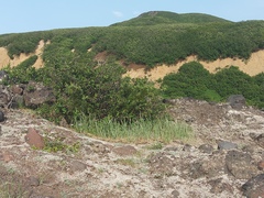 Leymus ajanensis