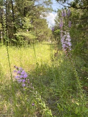 Liatris spicata spicata
