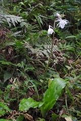 Calanthe arisanensis