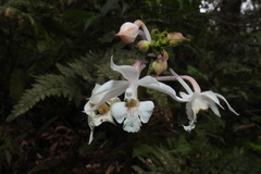 Calanthe arisanensis
