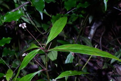 Lysimachia ardisioides