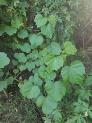 Hibiscus diversifolius diversifolius