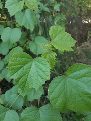 Hibiscus diversifolius diversifolius