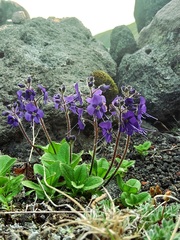 Veronica grandiflora