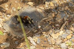 Laphria insignis