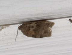 Choristoneura conflictana