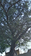 Ficus thonningii