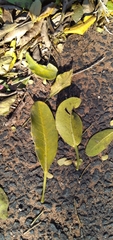 Ficus thonningii