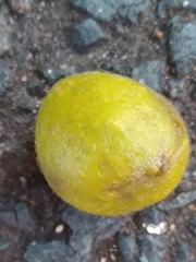 Ficus thonningii