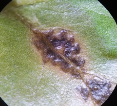 Xanthomonas campestris