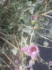 Sphaeralcea ambigua rosacea