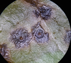 Xanthomonas campestris
