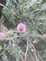 Sphaeralcea ambigua rosacea