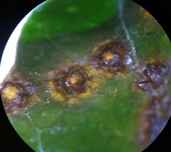 Xanthomonas campestris