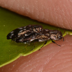 Agrilus subcinctus