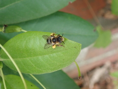 Melitta haemorrhoidalis
