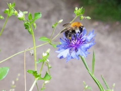 Bombus