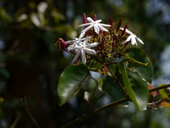 Jasminum malabaricum
