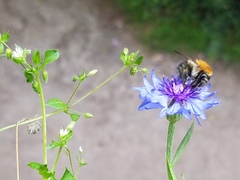 Bombus
