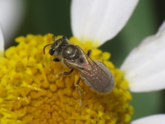 Vestitohalictus