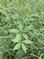 Veronicastrum