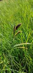 Carex binervis